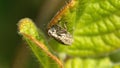 Weevil on a leaf Royalty Free Stock Photo