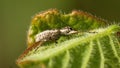 Weevil on a leaf Royalty Free Stock Photo