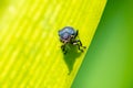 A weevil on a leaf