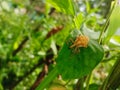 A Weevil Lixus angustatus Sitting On A Leaf