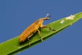 Weevil Lixus pulverulentus on a plant leaf Royalty Free Stock Photo