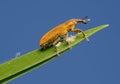 Weevil Lixus pulverulentus on a plant leaf Royalty Free Stock Photo