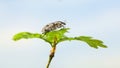 Weevil on oak twig top Royalty Free Stock Photo