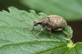 Weevil Royalty Free Stock Photo