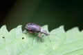The weevil Phyllobius glaucus Royalty Free Stock Photo
