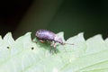 The weevil Phyllobius glaucus Royalty Free Stock Photo