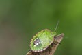 Weevil on a plant stem , in the garden Royalty Free Stock Photo