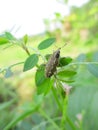 Weevil on Plants