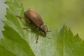 Weevil, Polydrusus mollis on birch leaf Royalty Free Stock Photo