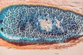 Weevil rye- cells biology