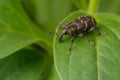 Weevil sits on a leaf of a plant. The background is blurry. Wildlife
