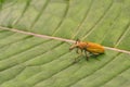 A weevil sitting on a leaf Royalty Free Stock Photo
