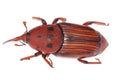 Weevil snout beetle Royalty Free Stock Photo