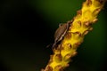 Weevil - Tortuguero, Costa Rica