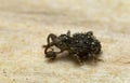 Weevil, Trachodes hispidus on wood