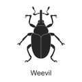 Weevil vector black icon. Vector illustration pest insect weevil on white background. Isolated black illustration icon Royalty Free Stock Photo