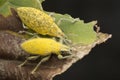 Close up shot of yellow dust weevil insect