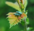 Weevils on birch leaves Royalty Free Stock Photo