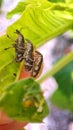 Weevils kumbang gajah in Surabaya, Indonesia