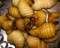 Weevils larvae in palm tree