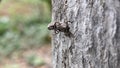 weevils mating in the trees Royalty Free Stock Photo