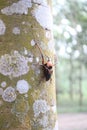 Weevils penetrate bamboo shoots to capture rubber trees