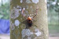 Weevils penetrate bamboo shoots to capture rubber trees