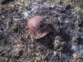 Wehrmacht Rusty M35 Helmet WWII Damaged By Bullets Metal Helmet Of German Infantry Wehrmacht Soldier At World War II.