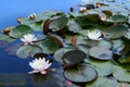 white lotus flowers Royalty Free Stock Photo