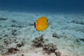 Weibels butterflyfish swim underwater in deep blue sea with sea sand and fish and coral reef landscape in blue water background Royalty Free Stock Photo