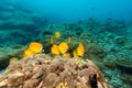 Weible`s Butterflyfish Chaetodontidae weibeli