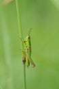 Female gold grashopper (Euthystira brachyptera, Syn.: Chrysochraon brachyptera).