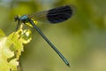 Weidebeekjuffer, Banded Demoiselle, Calopteryx splendens