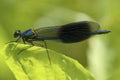 Weidebeekjuffer, Banded Demoiselle, Calopteryx splendens