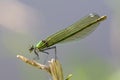 Weidebeekjuffer, Banded Demoiselle, Calopteryx splendens