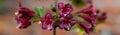 Weigel inflorescences close up. Bright burgundy flowers are elongated in one plane, like a loudspeaker