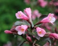 Weigela atropurpurea 'Nana'