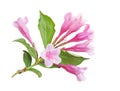 Weigela Blossom Royalty Free Stock Photo