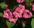 Weigela Bristol Rudy is a perennial deciduous shrub of the Caprifoliaceae family Royalty Free Stock Photo