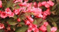 Weigela bush with bumble bee dark leaves with pink blossoms.