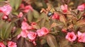 Weigela bush with bumble bee dark leaves with pink blossoms.