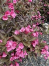 Weigela bush with dark leaves with pink blossoms.