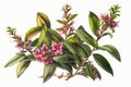 Weigela Bush On White Background. Generative AI