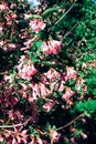 Weigela caprifoliaceae branches with pink flowers.