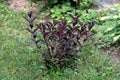 Weigela deciduous shrub plant with dark ovate oblong with an acuminate tip and serrated margin leaves planted in local urban