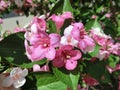 Weigela Florida blooms with beautiful pink flowers