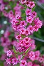 Weigela florida Bunge pink flower in the garden design macro shot Royalty Free Stock Photo