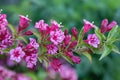 Weigela florida Bunge pink flower in the garden design macro shot Royalty Free Stock Photo