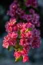 Weigela florida Bunge pink flower in the garden design macro shot Royalty Free Stock Photo