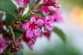 Weigela florida Bunge pink flower in the garden design macro shot Royalty Free Stock Photo